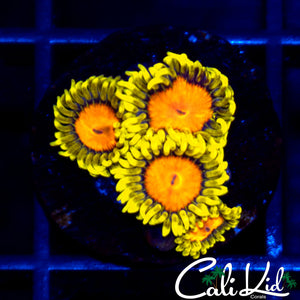 Blazin Cajun Zoa Quad