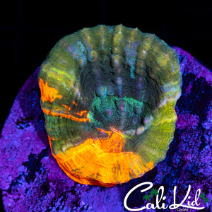 Amazing Tri Color Scoly