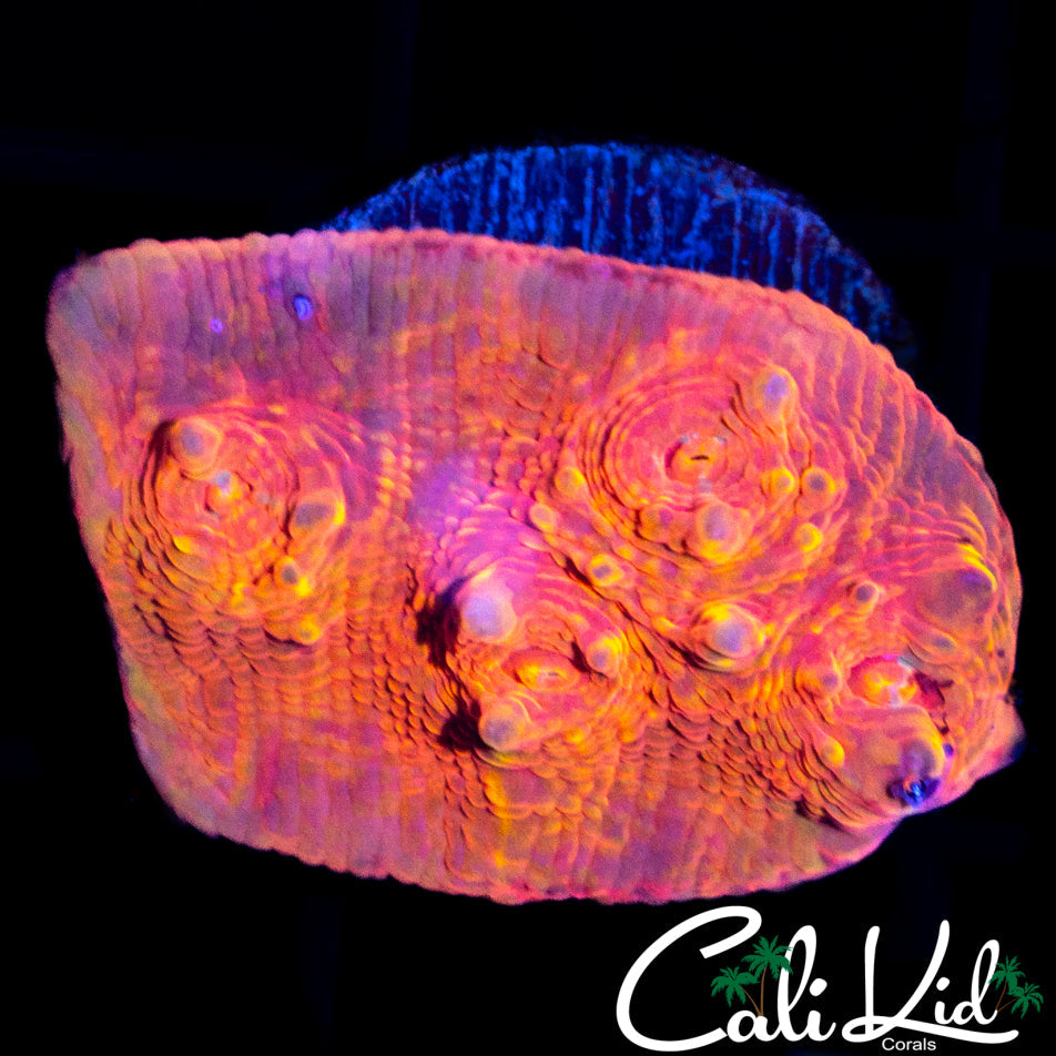 Flame Swirl Chalice Frag
