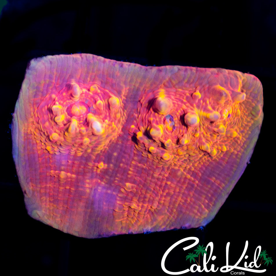 Flame Swirl Chalice Frag