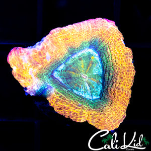 Sour Apple Bowerbanki