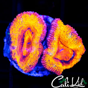 CK Grand Daddy Kush Double