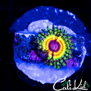 Little Shop of Horrors Zoa