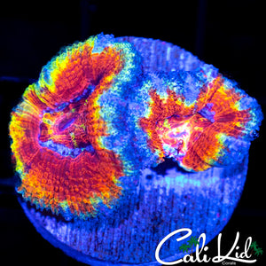 Ultimate Rainbow Acan Double