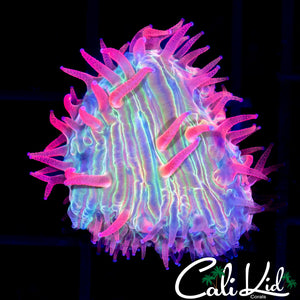 Watermelon Diaseris