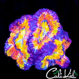 Insane Rainbow Acan Triple