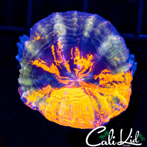 Beautiful Tri Color Scoly