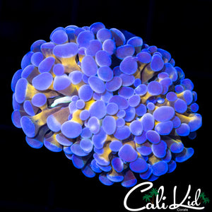 Golden Branching Frammer