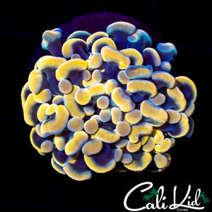 Golden Branching Hammer