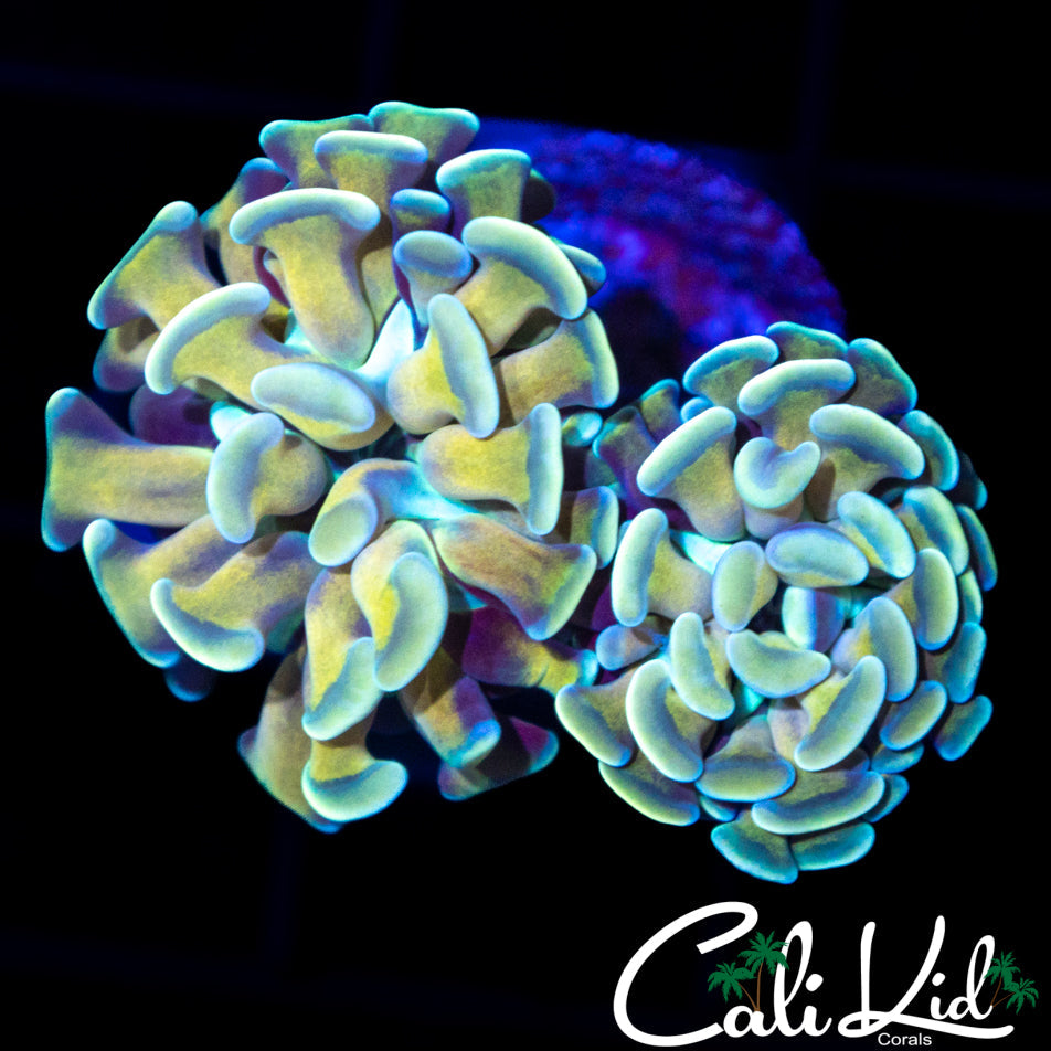 Tan / Green Branching Hammer Double