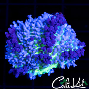 Green Base Persian Rug Type Shroom