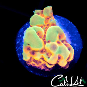 CK Bubonic Monti