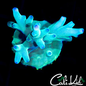 Hawkins Echinata