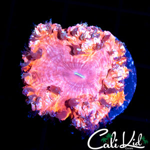 Large Pink Bubble Blasto