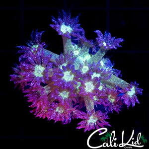 Glitter Bomb Goni