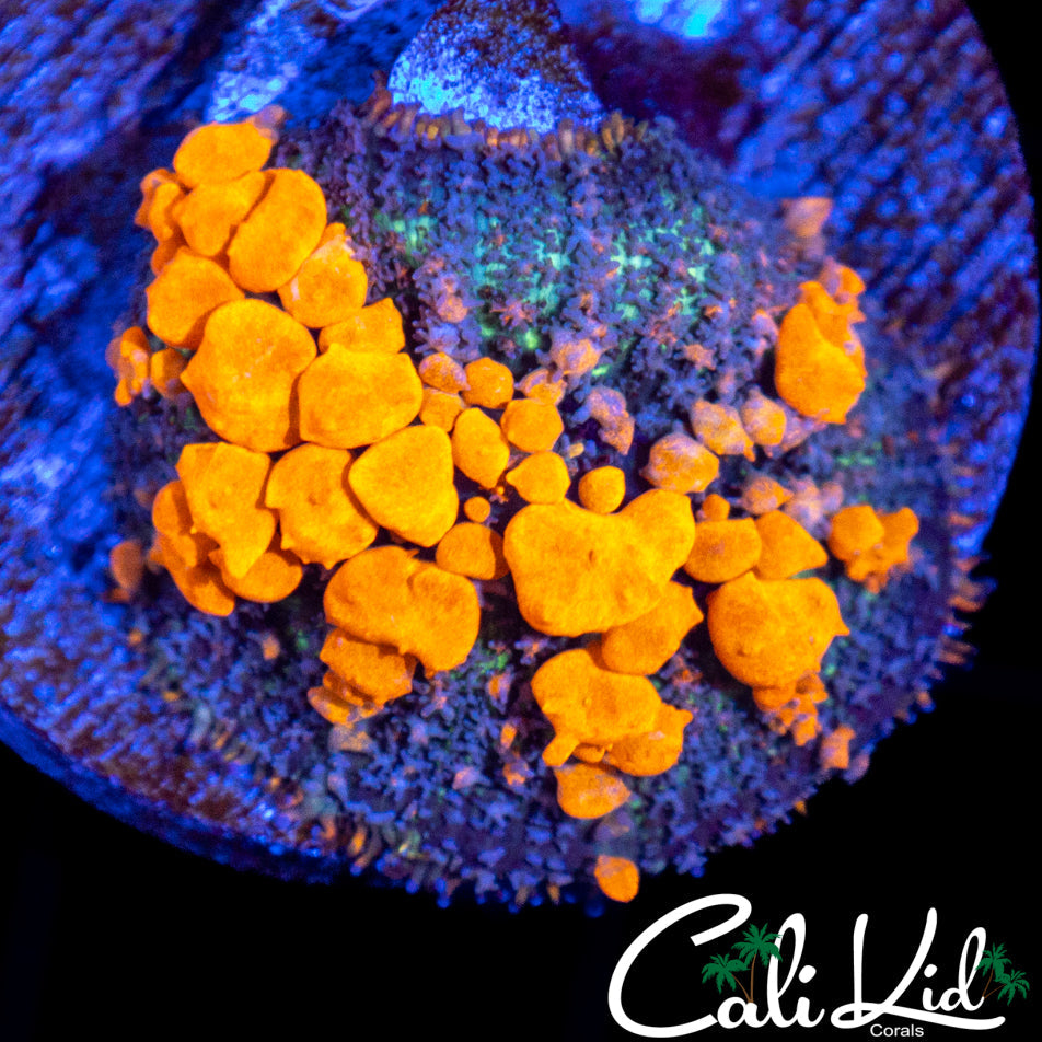 Sunkist Bounce Mushroom