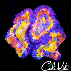 Insane Rainbow Acan Quad