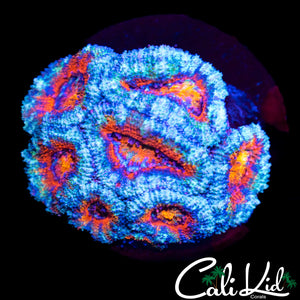 Ultra Acan Mini Colony