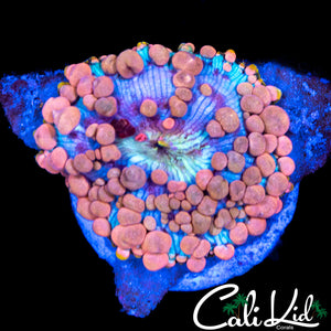Large Neptune Bounce Shroom