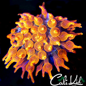 CC Colorado Sunburst Nem