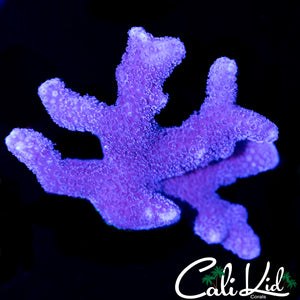 Purple Stylo Chunk