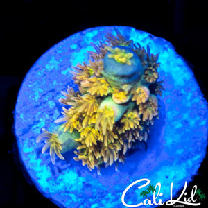 Walt Disney Frag
