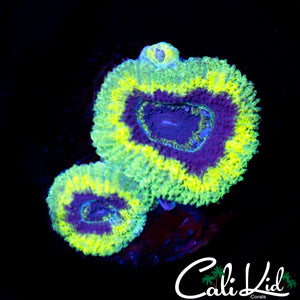 Rasta Acan Double