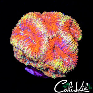 CK Firewater Micro