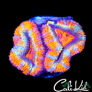 Insane Rainbow Acan Double