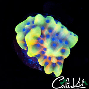CK Peyote Dreams Monti
