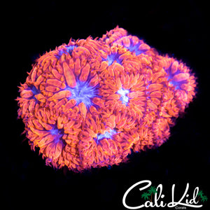 Blue Raven Blasto Mini Colony