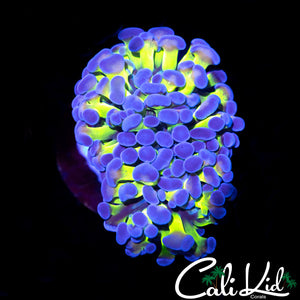 Green / Purple Branching Hammer