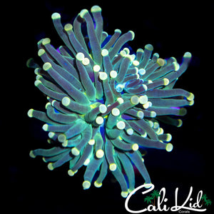 Gold Tip Ultra Torch