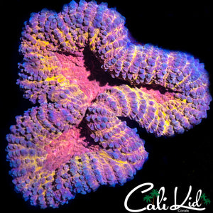 Beautiful Rainbow Symphyllia