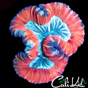 Bi Color Trachy