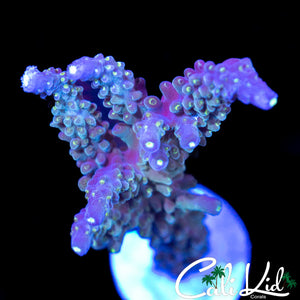 Large Blue Stagg Frag