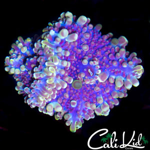 Blurple Rhodactis Double