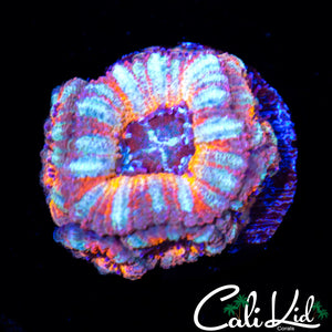 Candy Stripe Acan Mini Colony