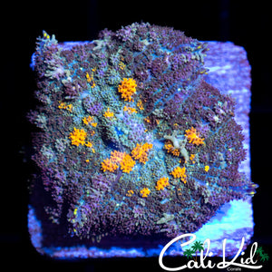 Mystery Rhodactis