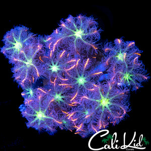 RAINBOW CLOVES CHUNK