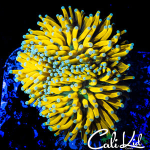 BANANARAMA TORCH COLONY