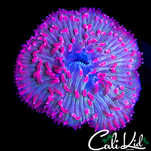 PINK TENTACLE DIASERIS COLONY