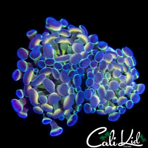 HOLOGRAM HAMMER TRIPLE
