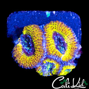 CK UNRELEASED TRUE YELLOW ACAN QUAD