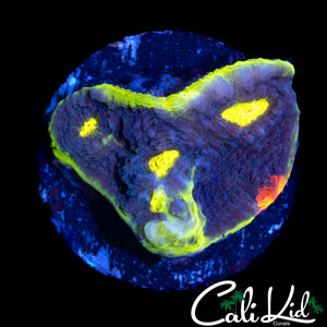 RARE BLUE BASE RAINBOW CHALICE