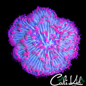 PINK TENTACLE DIASERIS COLONY