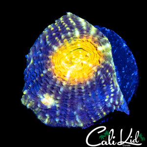 RAINBOW EYE ECHINATA