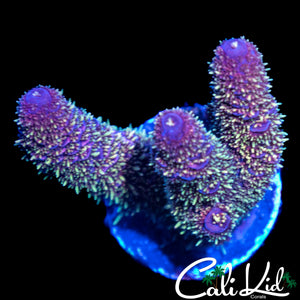GOLD SPECKLED FUZZY MILLI