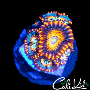 CB WHITE ZOMBIE ZOA MINI COLONY