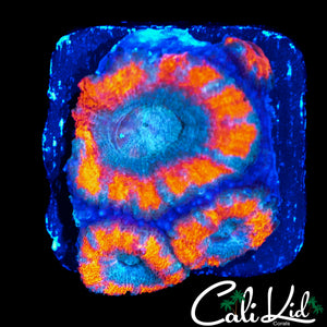 ULTRA STRIPE ASIAN ACAN QUAD